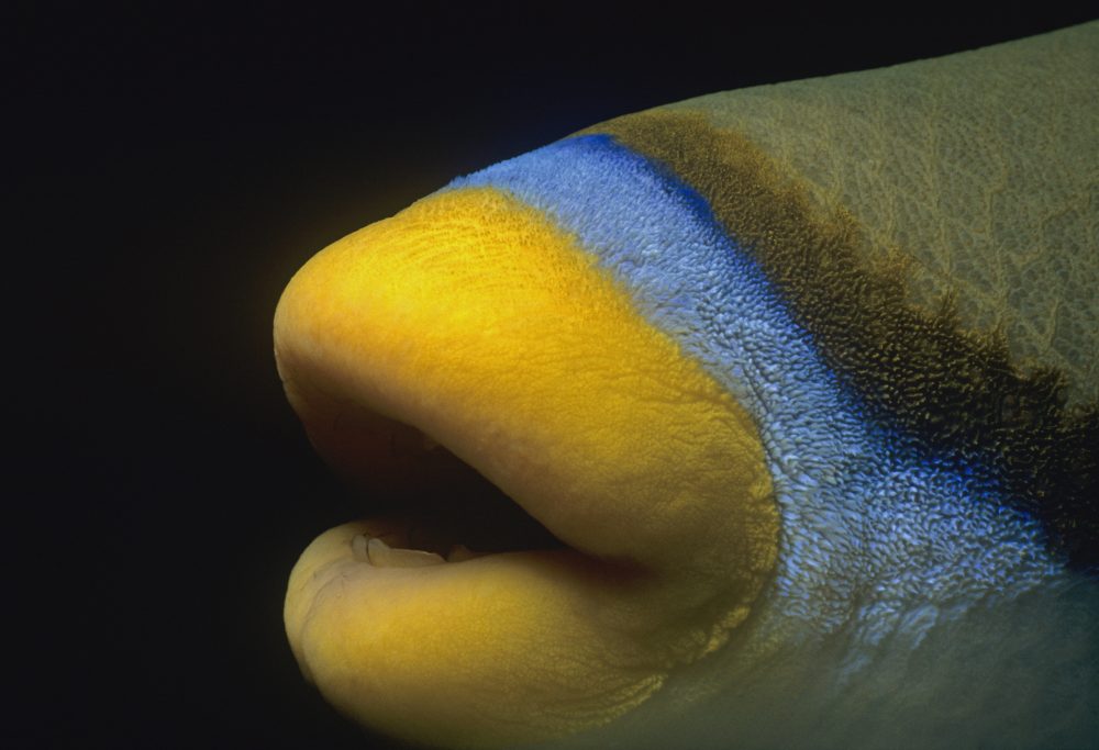 The mouth of a Picasso triggerfish (Rhinecanthus assasi) is shown in the Red Sea of Egypt.