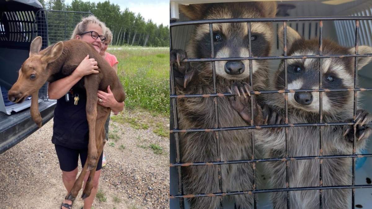 A volunteer with WRSOS helps rescue a moose calf, left; two raccoons who were surrendered after getting aggressive, right.