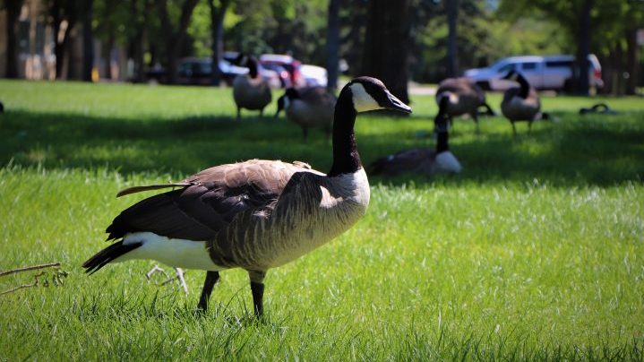 Canada goose 2024 winnipeg polo park