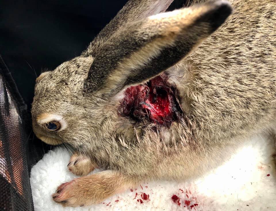 The injured jack rabbit found Saturday night.