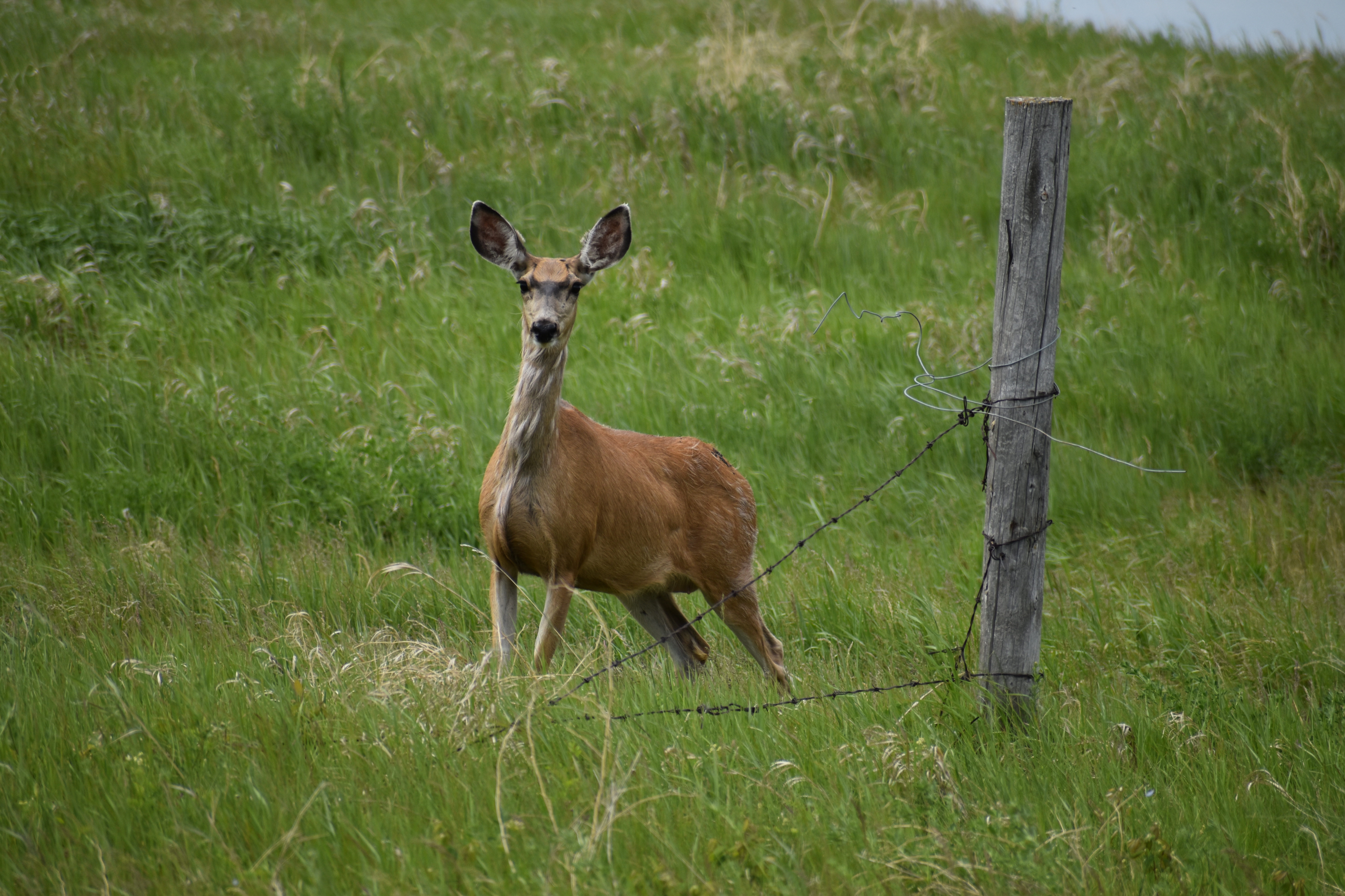 Хроничното изтощение състояние което заразява фатално мозъците на животни като