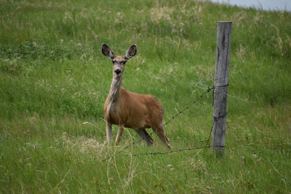 RCMP are looking for two men after a hunter was shot near Gimli Wednesday morning.