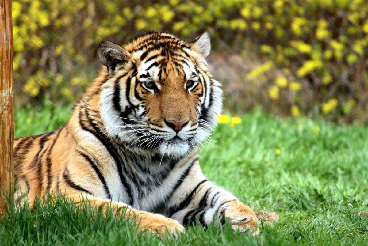 Anya was born on October 31, 2012 and came to Magnetic Hill Zoo in the fall of 2013 with her mate, Alik.  Together, they had 2 litters of cubs.