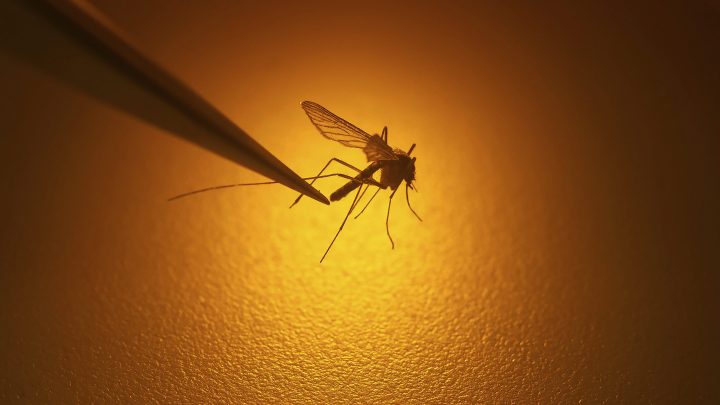 The silhouette of a mosquito on an orange background.