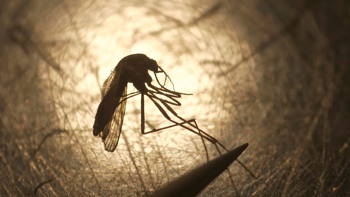 FILE - In this Aug. 26, 2019, file photo, Salt Lake City Mosquito Abatement District biologist Nadja Reissen examines a mosquito in Salt Lake City.