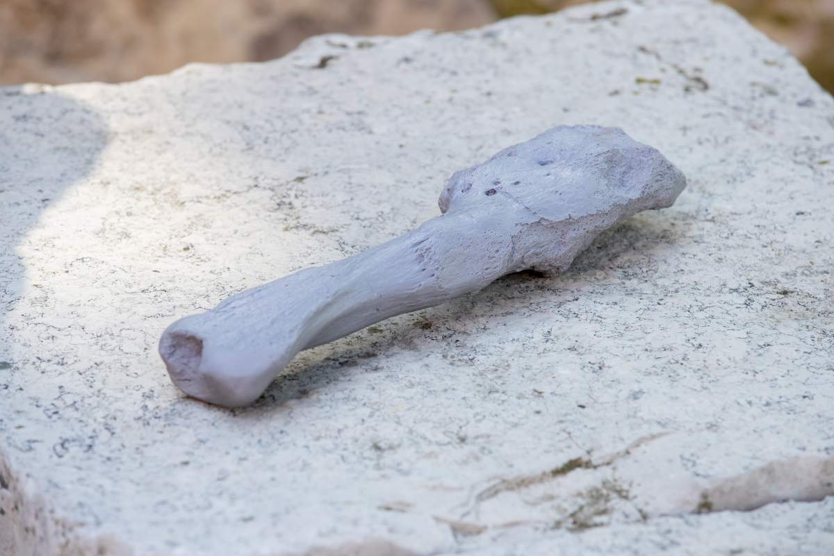 Canadian researchers who included specialists from surgeons to paleontologists have identified what they say is the first known cancer in a dinosaur. A cast of a cancerous dinosaur fossil is shown in a handout photo.