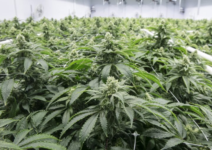 Cannabis plants are seen, Wednesday, February 20, 2019  in Sainte-Eustache, Que.