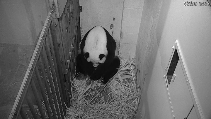 In this image from video provided by the Smithsonian National Zoo, Mei Xiang is seen after giving birth to a Giant Panda cub Friday evening, Aug. 21, 2020, in Washington. The cub is Mei Xiang's fourth. Her first three offspring, Tai Shan, Bao Bao and Bei Bei, were transported to China at age 4 under an agreement with the Chinese government. 