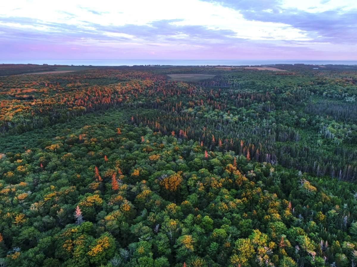 A forest is shown in Kingsboro, P.E.I. in this undated handout photo. 