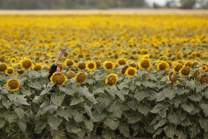 People stop to take photos a sunflower field just outside Winnipeg, Tuesday, July 31, 2018. The lockdown induced by the COVID-19 pandemic seems to have left a lot of people feeling caged with many reaching out to their feathered friends by topping up their birdfeeders and driving up demand for sunflower seeds. 