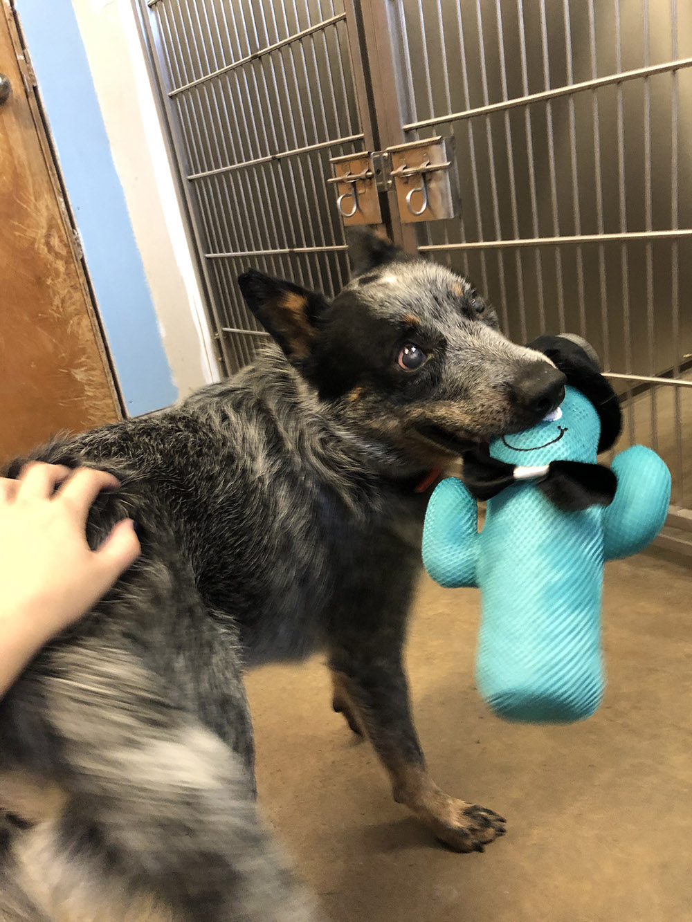 One-year-old Duke, who recently had both of his eyes removed, is in need of adoption, according to the Napanee OSPCA.