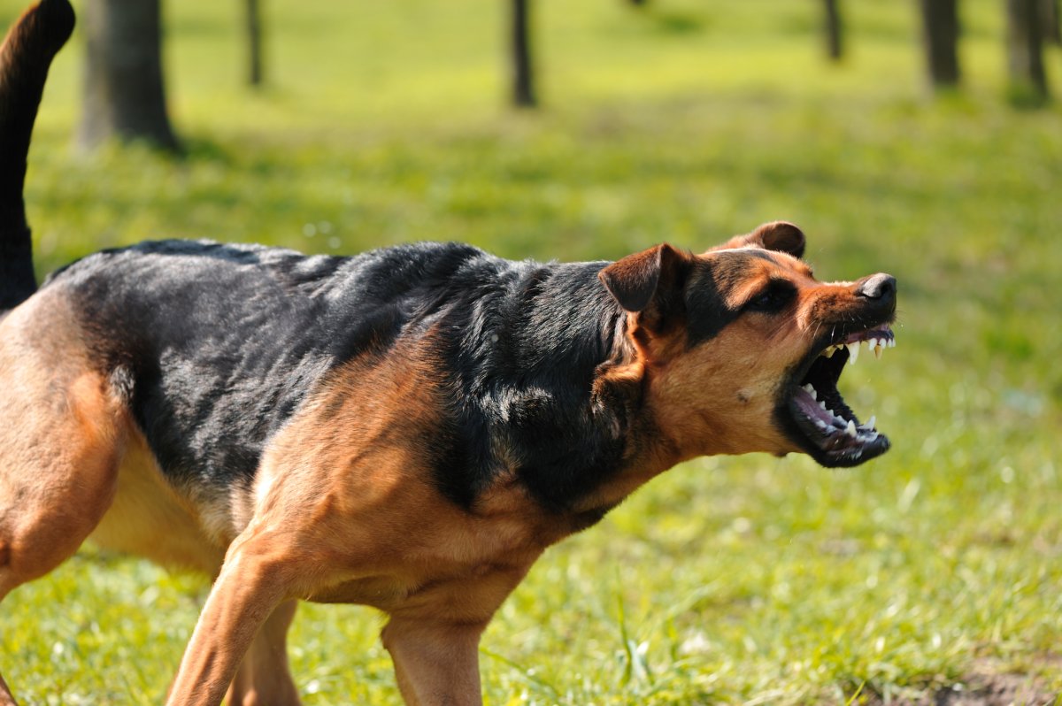 Gravenhurst bylaw also declared the dog 'dangerous' and issued a muzzle order.