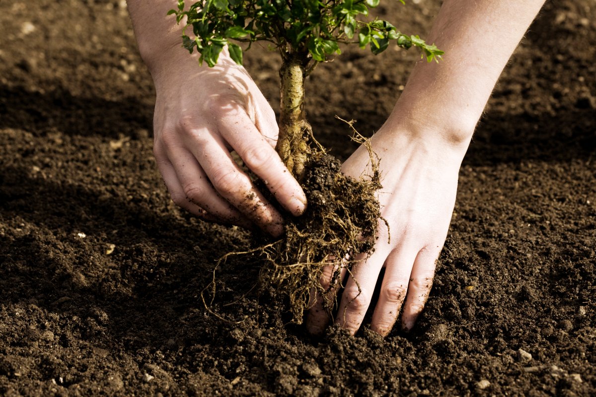 Quebec's funding will also allow the City of Montreal to plant 94,000 trees by 2024.