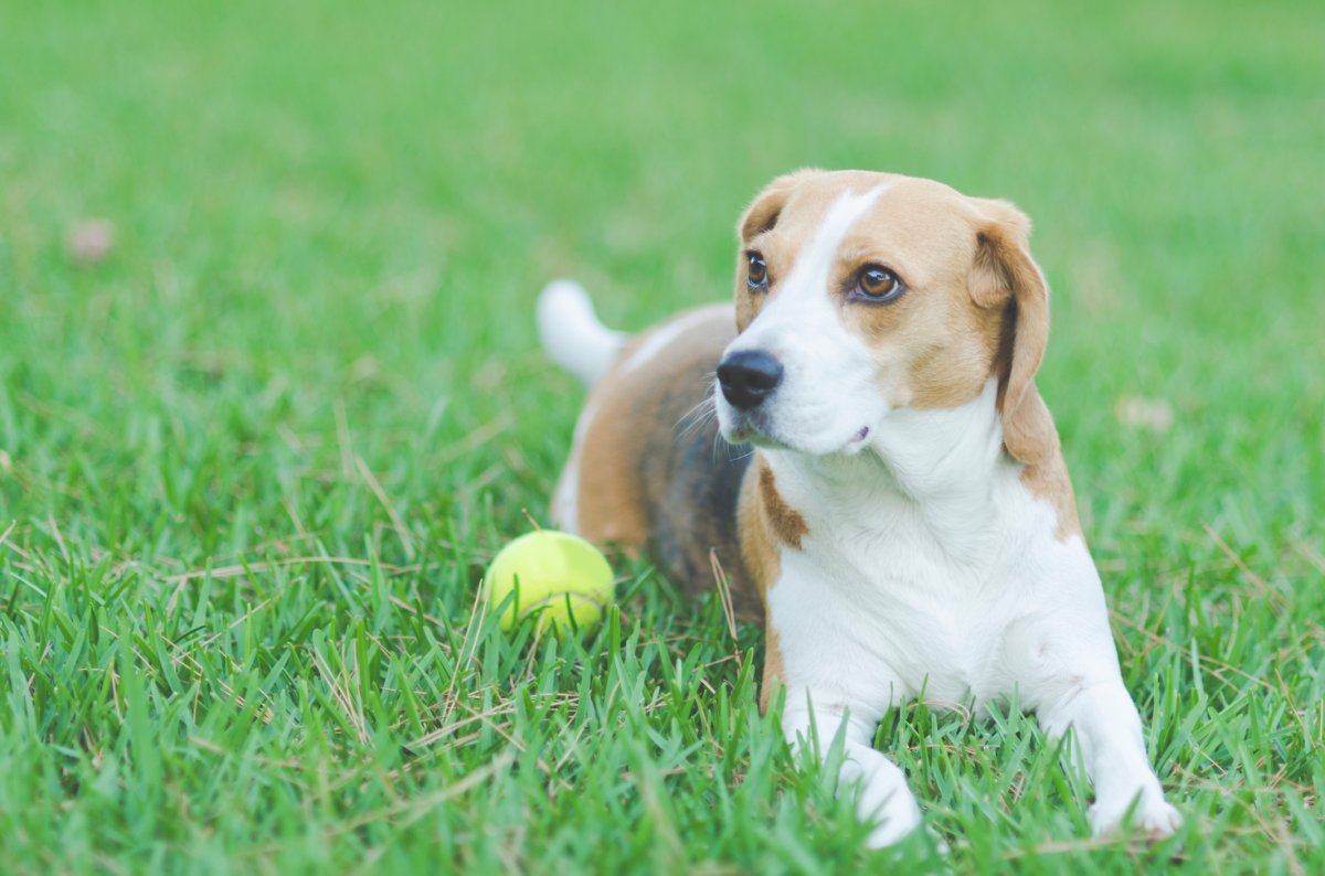 A beagle dog resting on the grass.