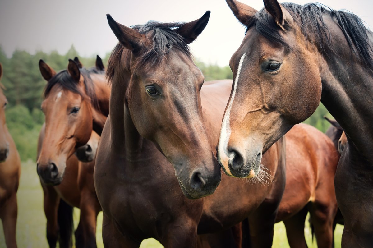 Horses are shown in a stock photo. Up to 30 attacks on horses been reported in France, many this summer, the agriculture minister said.