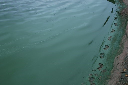Blue-green algae formation on a lake in Saskatcheawn.