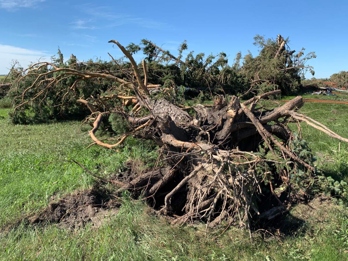 A tree ripped at the roots after Friday’s tornado. / JOE SCARPELLI