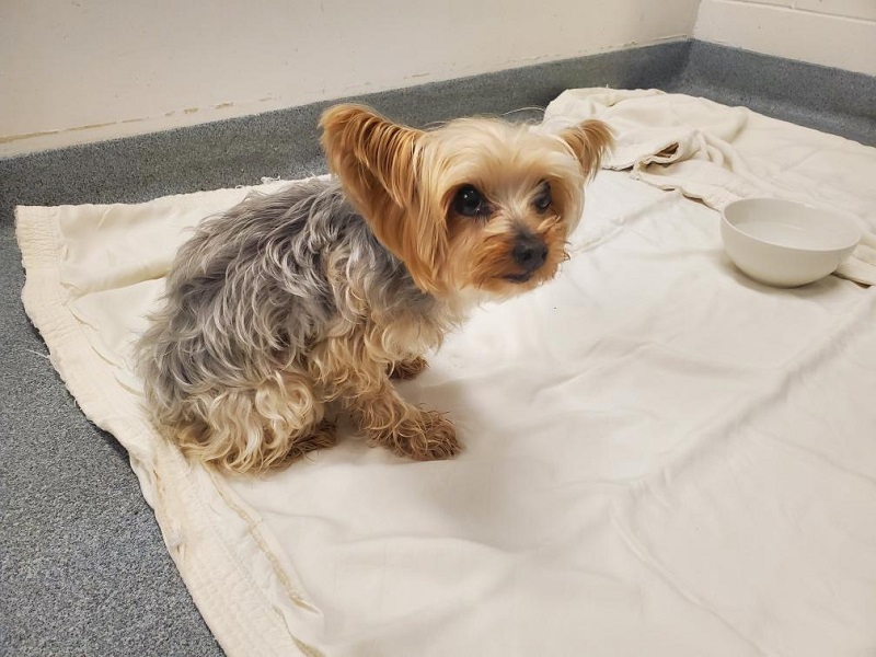 Are Yorkies Better In Pairs