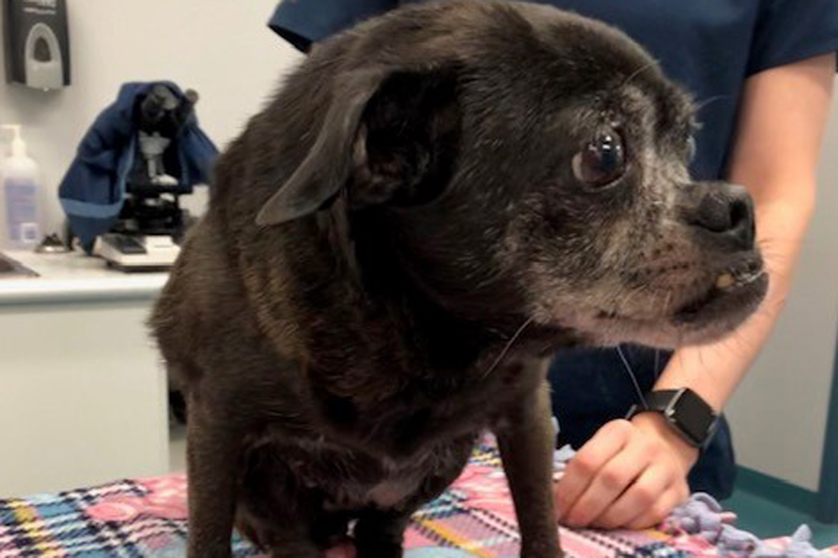 Mildred was reportedly found in a plastic bag by the side of the road near Listowel, Ont.