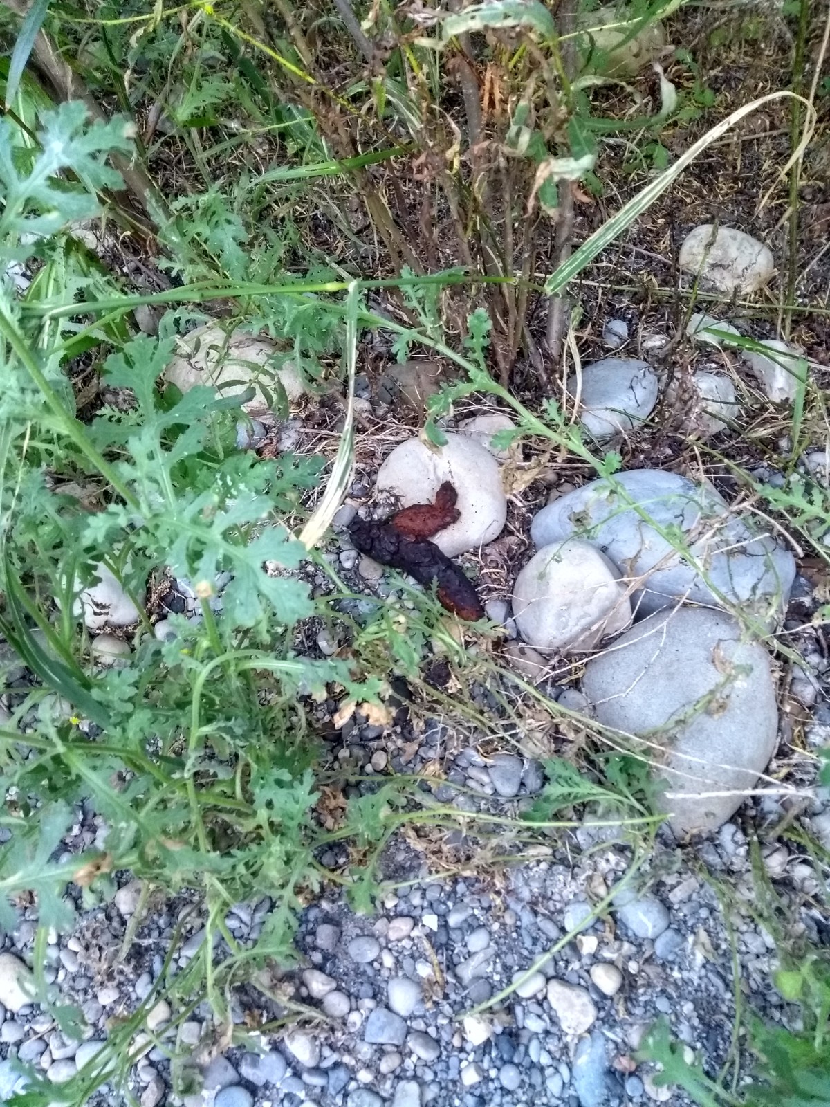 Feces found in a park in Calgary