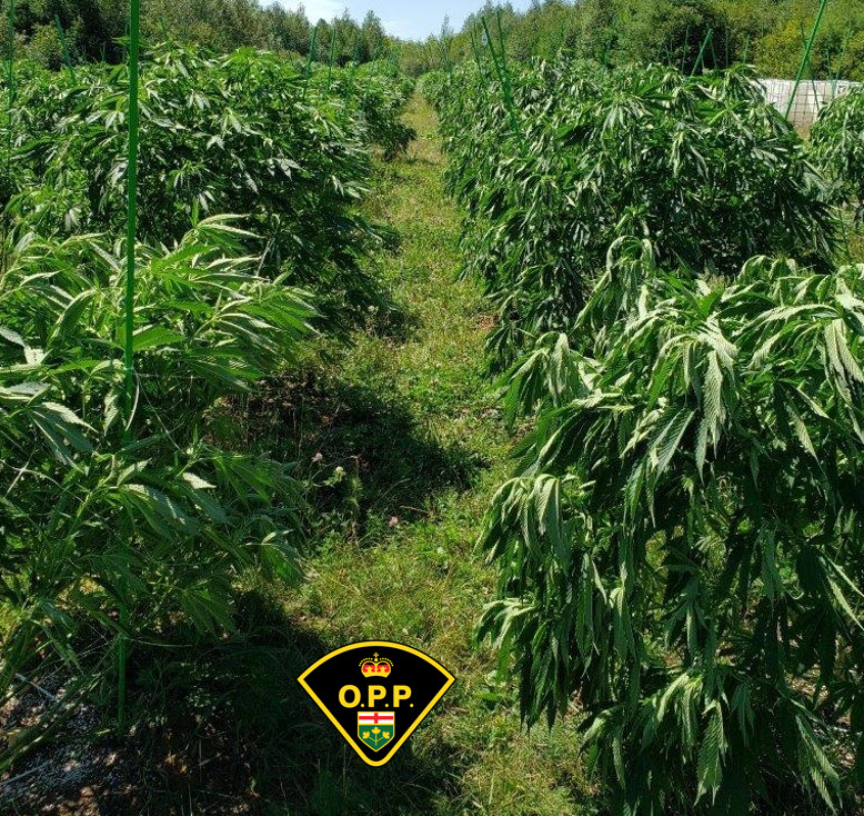 OPP say they seized over 5,000 illegal cannabis plants in Addington Highlands earlier this week.