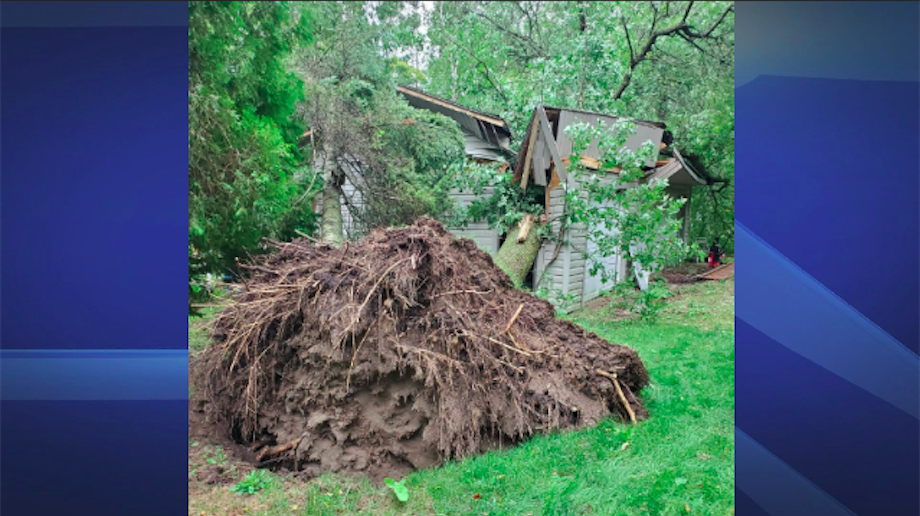 A tree is blown down by heavy winds in Point Clarke Friday. 