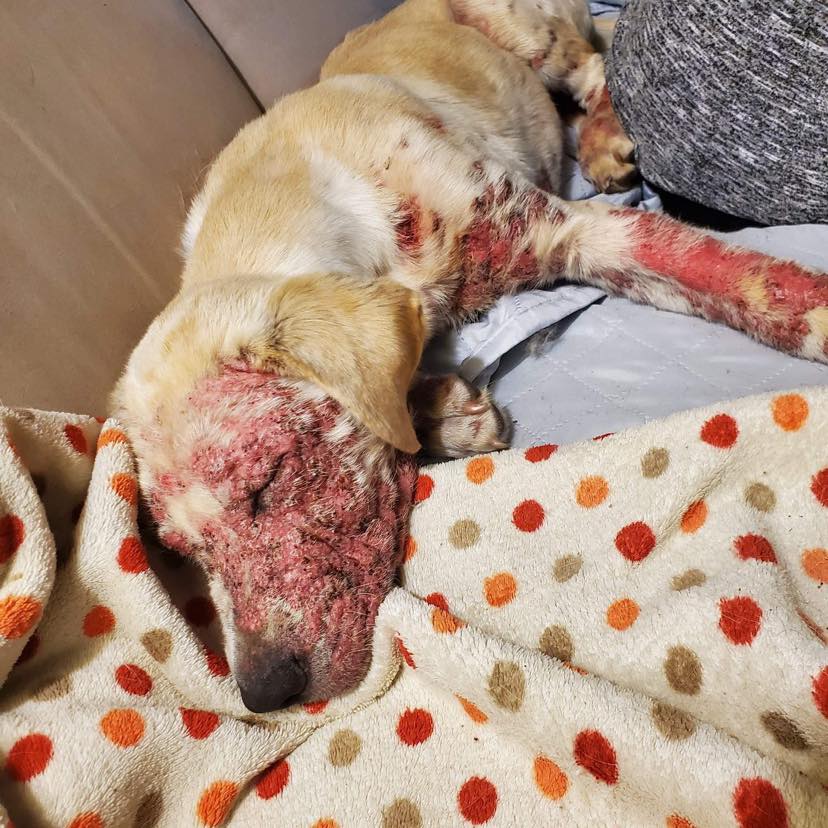 Five-month-old Starke was found with a severe case of mange.