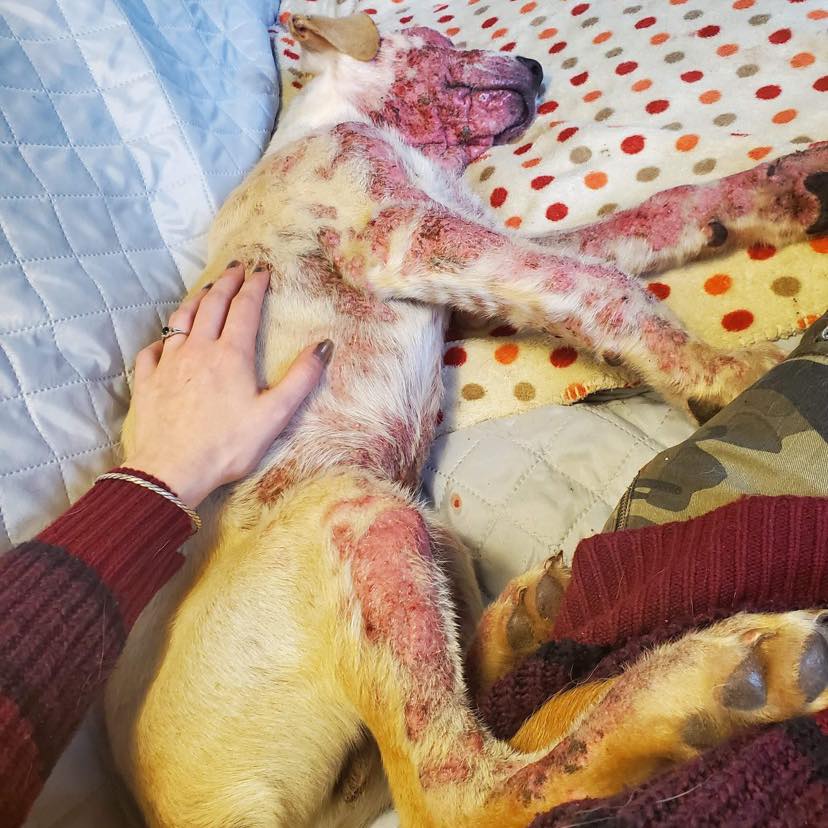 Five-month-old Starke was found with a severe case of mange.