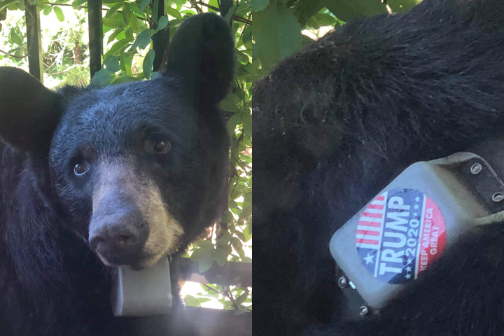 This composite image shows a black bear wearing a tracking collar with a Trump 2020 campaign sticker on it near Asheville, N.C., in July 2020.