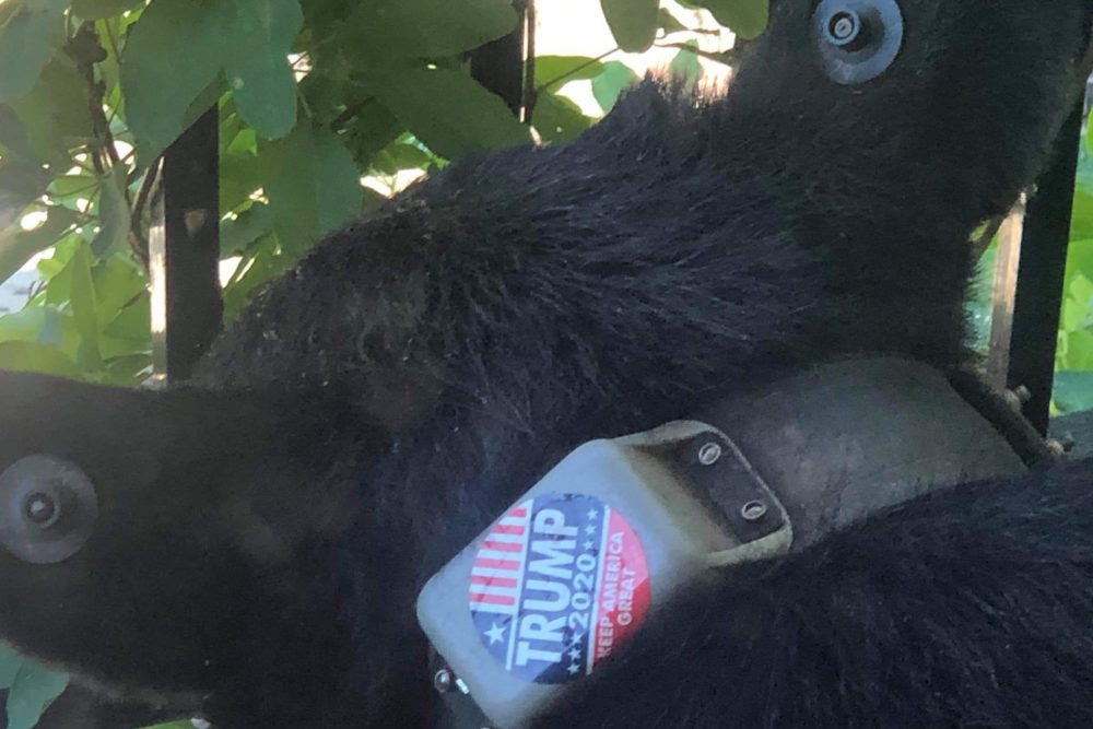 A black bear is shown with a radio tracking collar tagged by a Trump 2020 campaign sticker in Asheville, N.C., in this image posted online on July 31, 2020.