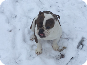 The one-year-old female micro-English bulldog is white with brown spots and valued at $3500.