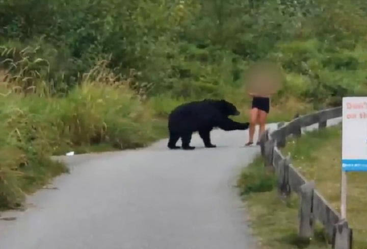 Thousands sign petition to relocate Coquitlam Crunch bear seen