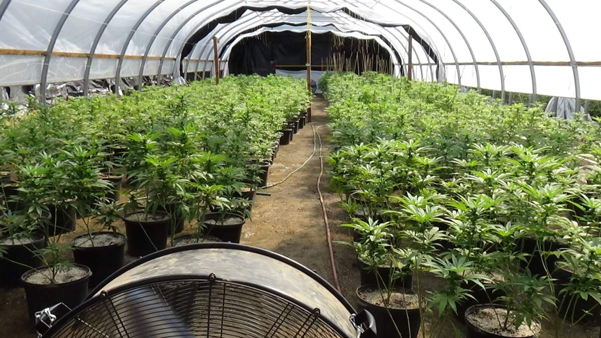 Three people were arrested after OPP seized several thousand marijuana plants at properties in Cramahe Township.
