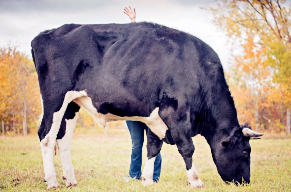 Dozer, a nearly six-foot-five Steinbach steer, died Tuesday. 