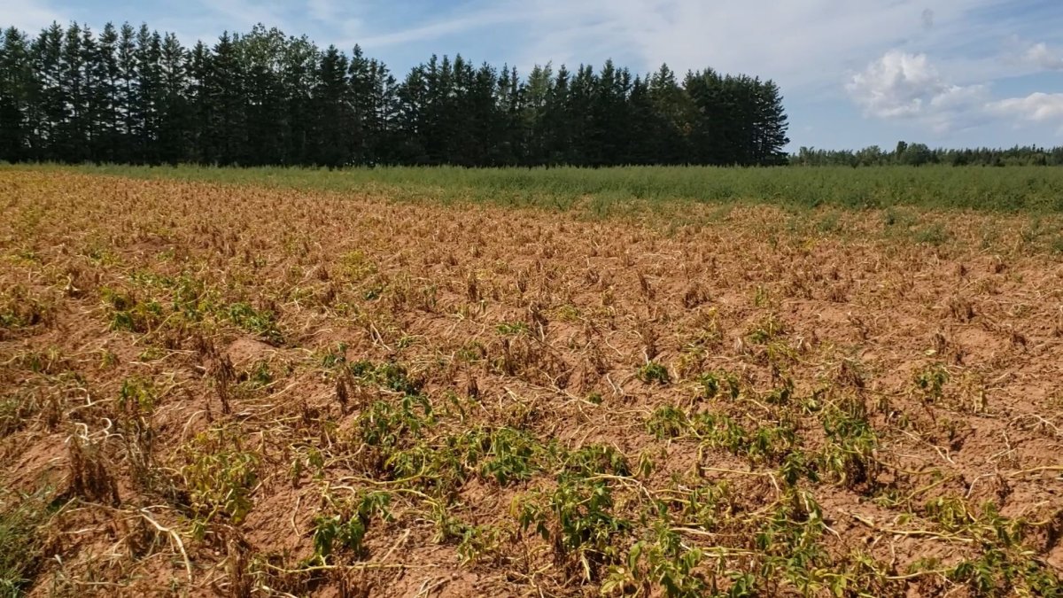 P.E.I. potato farmers need rain or province to suspend ban on agricultural irrigation - image
