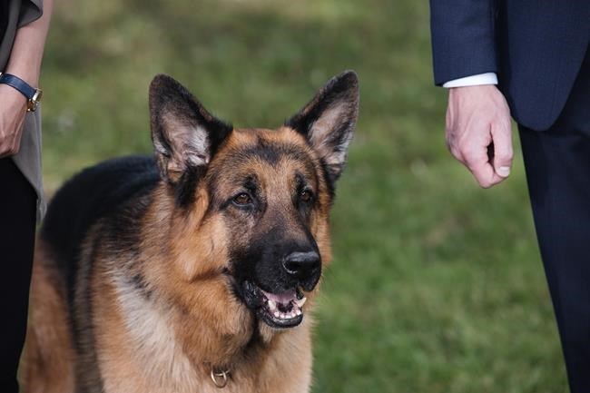 A German shepherd named Diesel vom Burgimwald who plays Rex in the TV series "Hudson & Rex" is seen in this undated handout photo. The canine-cop TV series "Hudson & Rex" has been hit by COVID-19. Show producer Paul Pope says an individual involved in the Newfoundland-shot production has tested positive for the disease.