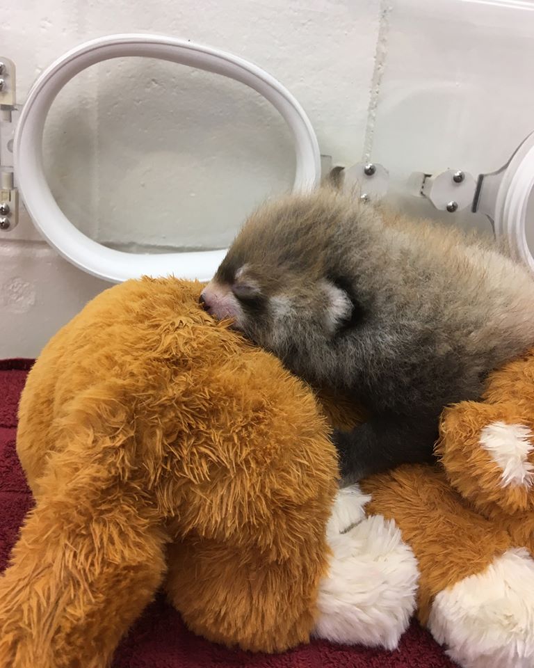 Little Red sleeping at the Assiniboine Park Zoo on Aug. 21.