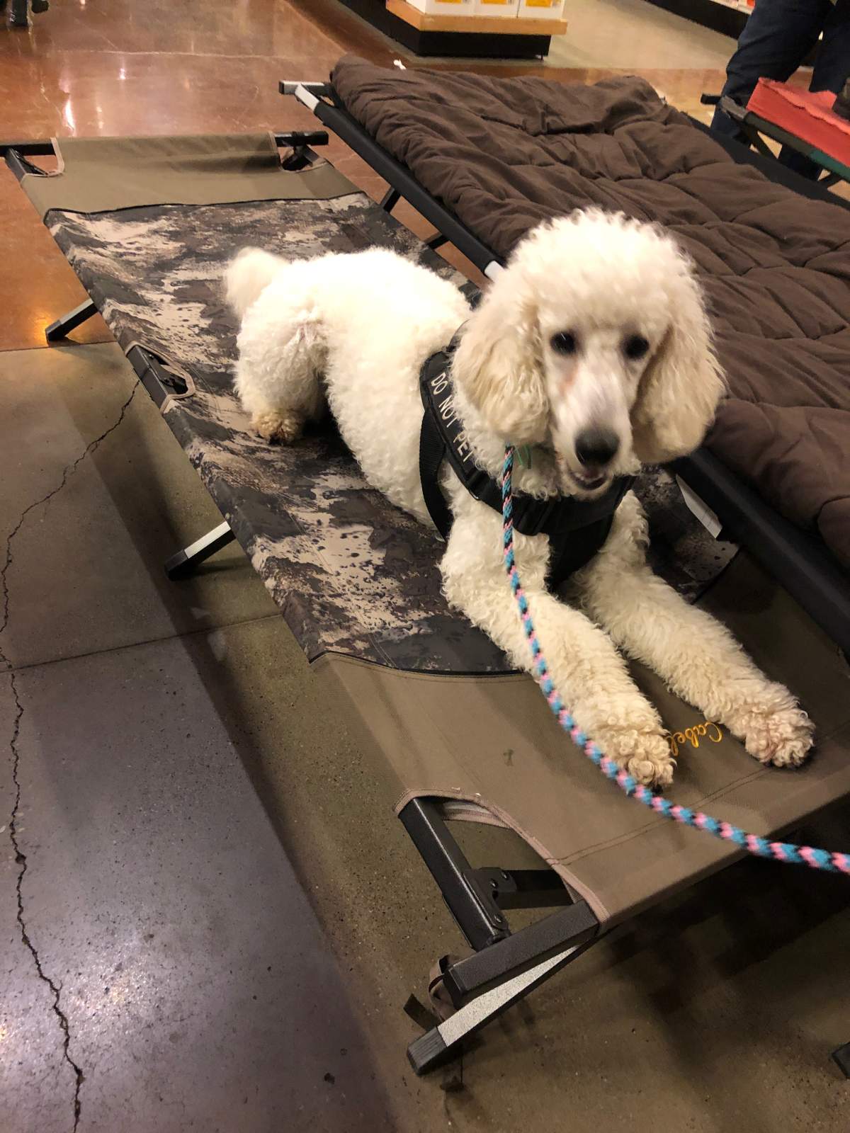 Lisa, the service dog.