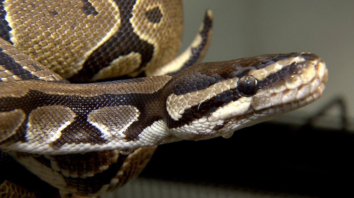 An African python is on the loose in Kitchener, according to Waterloo Regional Police.