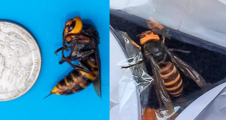 Two More ‘murder Hornets’ Found Just 13 Km From B.C. Border | Globalnews.ca