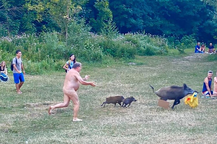A man chases a wild boar and its piglets after the animal snatched his laptop at Tuefelssee, a popular lake for sunbathing in Berlin, Germany, on Aug. 5, 2020.
