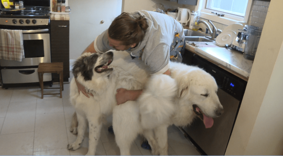 Blue Bombers Fullback John Rush with with his two adopted rescue dogs, Bailey (left) and Bone.