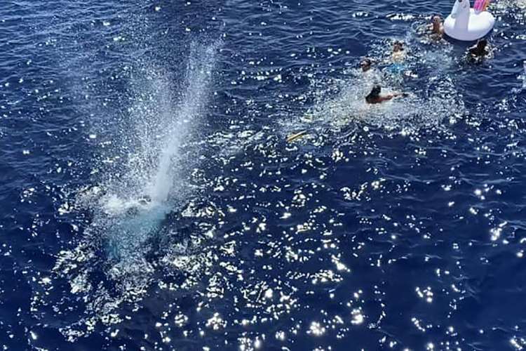 Gunfire hits the water between a shark and swimming members of the U.S. Coast Guard in this image posted on Aug. 26, 2020.