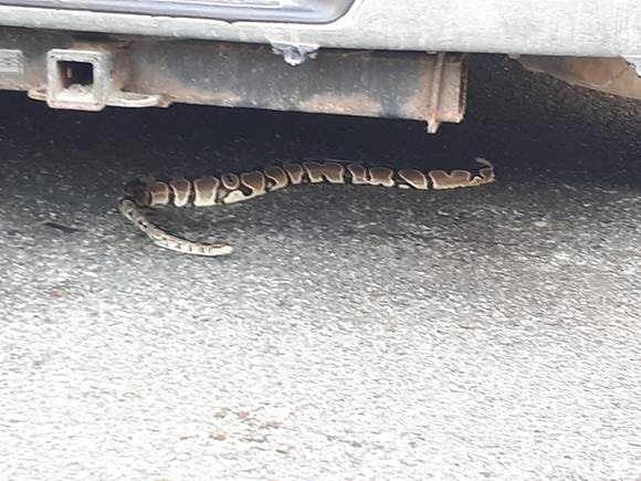 Victoria police officers located the snake hiding under a vehicle on Richardson Street in Victoria.
