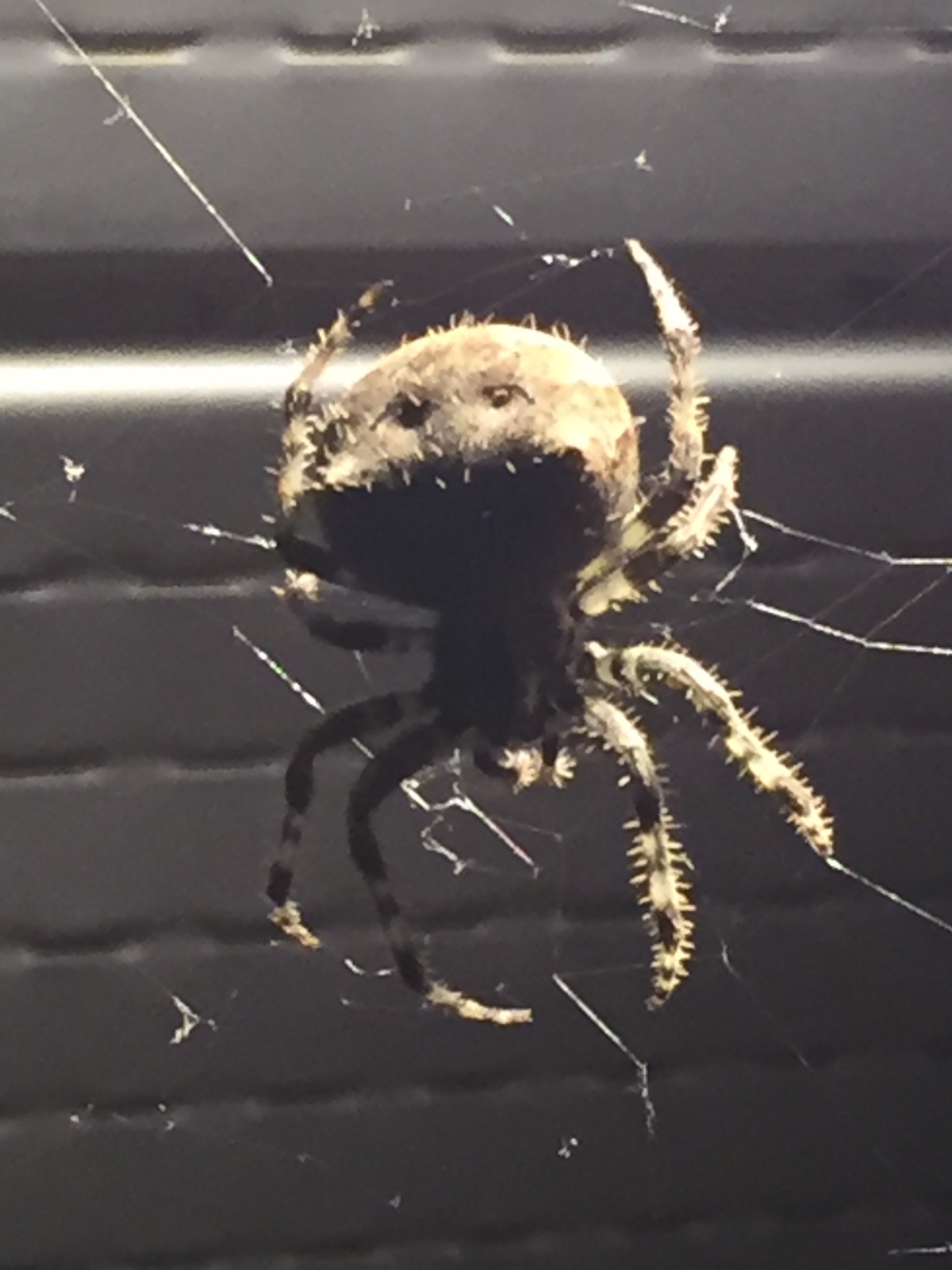 Summer of spiders Winnipeg sees increase in eightlegged guests
