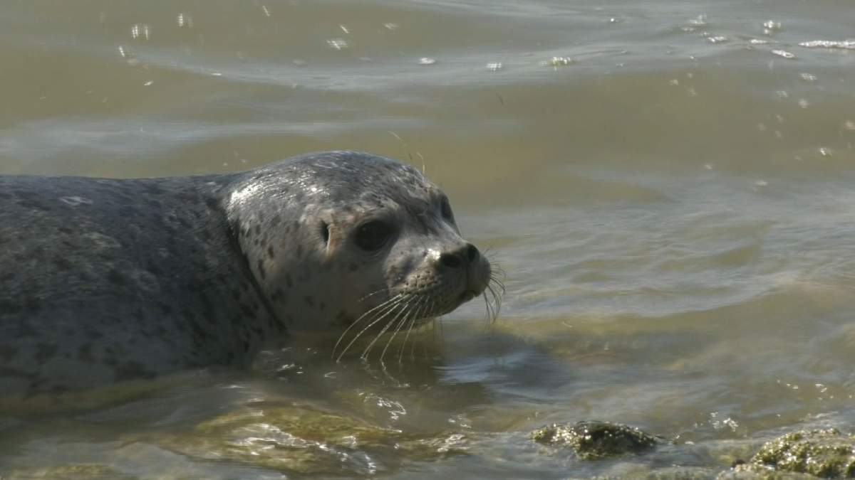 One of the seals was more reluctant than the rest to go into the water. Credit: Global News