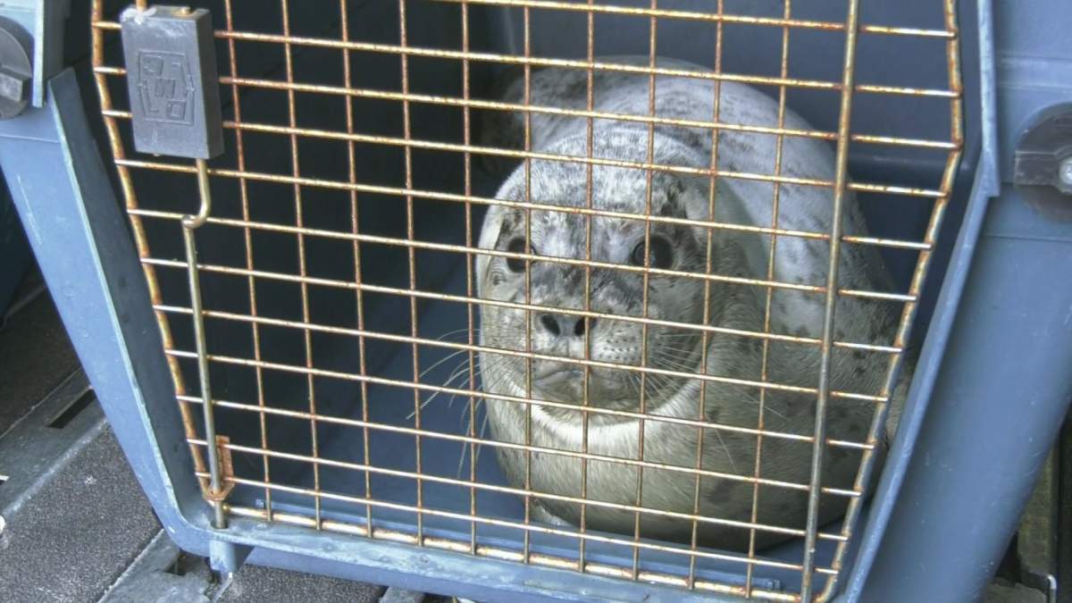 The seals were rescued in early June 2020. Credit: Global News