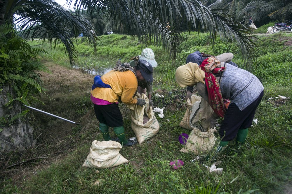 Women fill sacks with fertilizer to be spread in a palm oil plantation in Sumatra, Indonesia, Nov. 14, 2017. Many large suppliers have pledged to root out labor abuses after pressure from buyers who have denounced it. But some workers said they are told to hide or are coached on what to say during auditors’ scheduled visits to plantations, where only the best conditions are often showcased to gain sustainability certification.