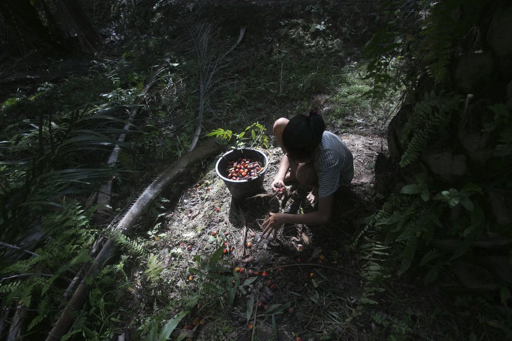 A young girl collects palm oil fruit on a palm oil plantation in Sumatra, Indonesia, Nov. 13, 2017. Some workers who fail to meet impossibly high quotas can see their wages reduced, forcing entire families into the fields to make the daily number.