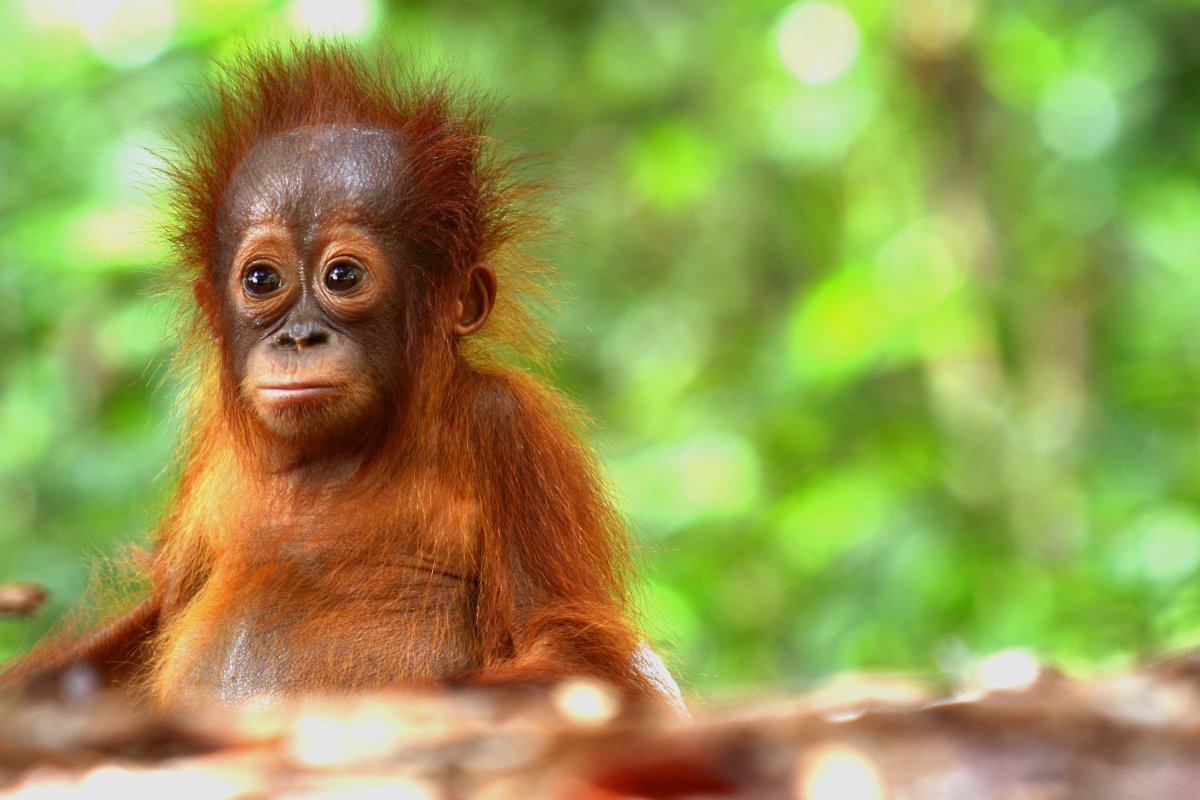 Wildlife Wednesdays with the Ecology Centre- Saving Bornean Orangutans -  GlobalNews Events